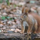  Eichhörnchen (Sciurus) 