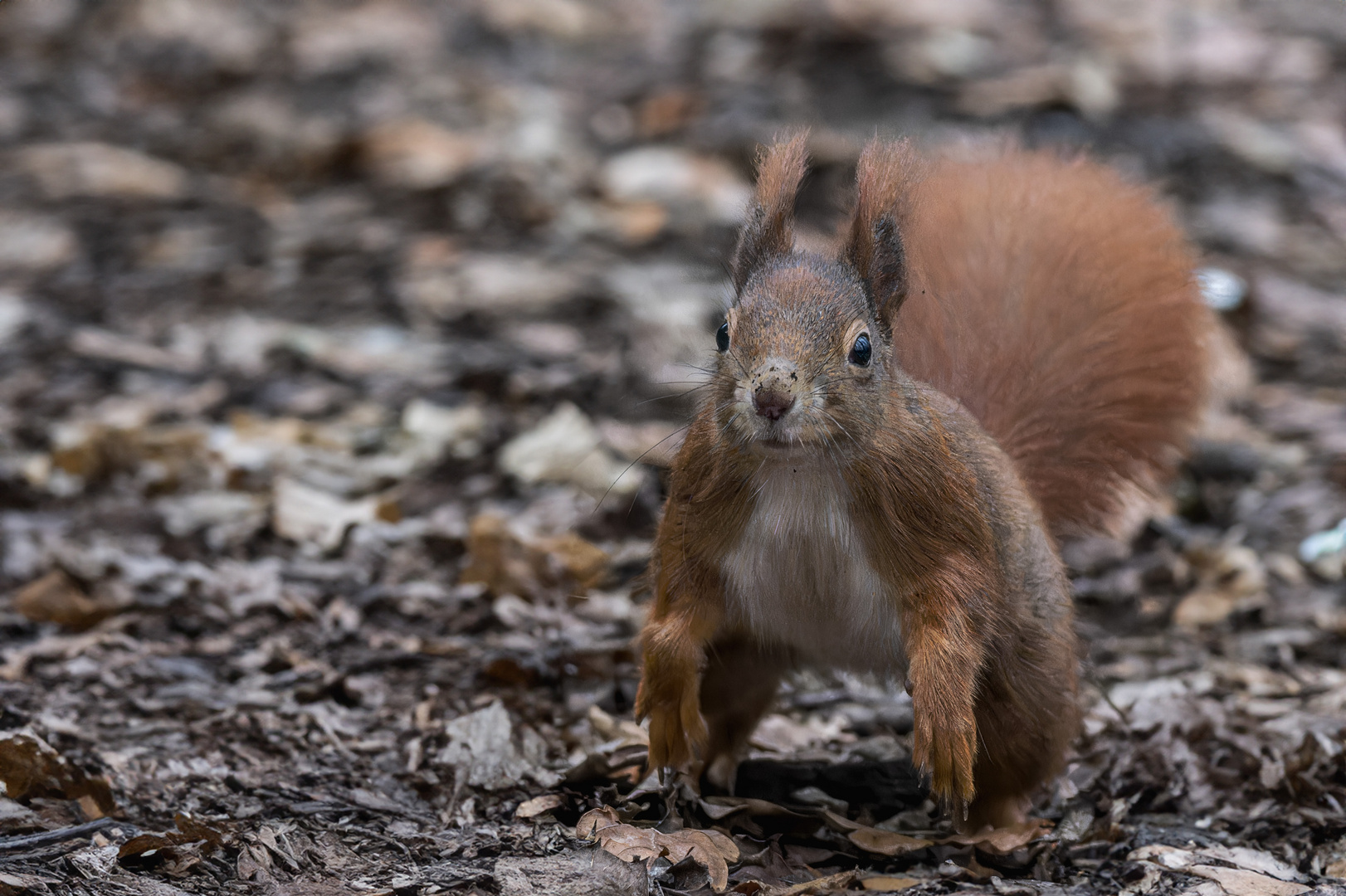  Eichhörnchen (Sciurus) 