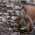  Eichhörnchen (Sciurus) 