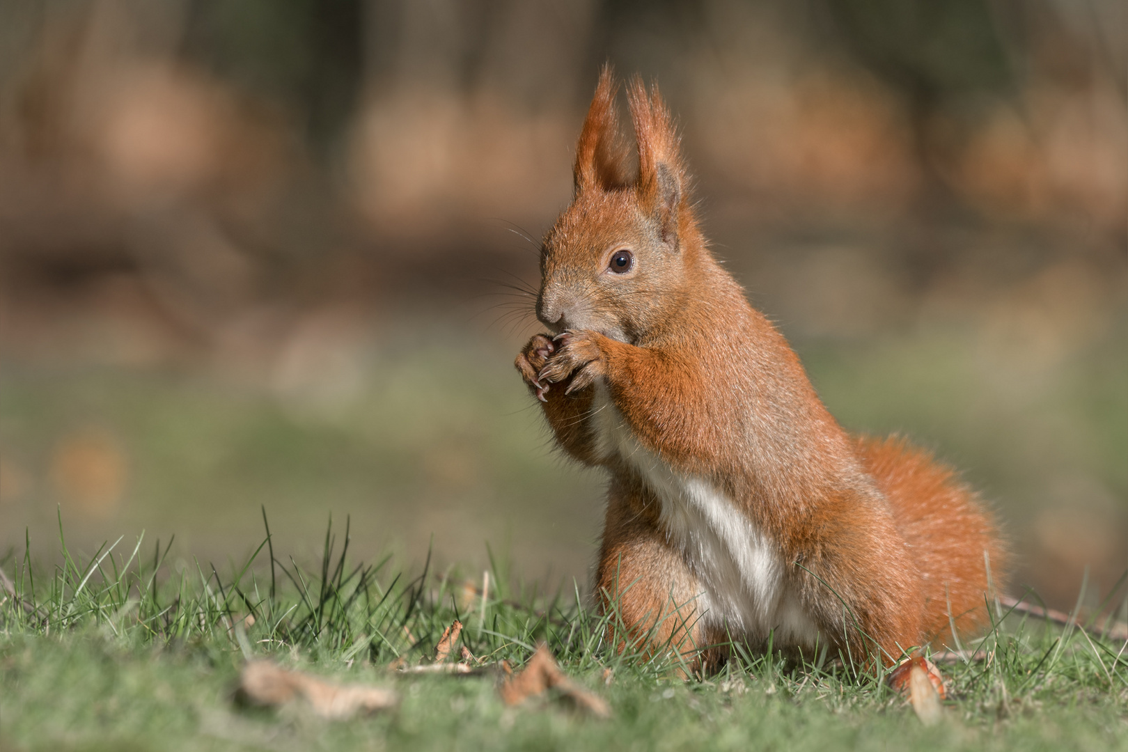 Eichhörnchen (Sciurus)