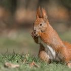 Eichhörnchen (Sciurus)