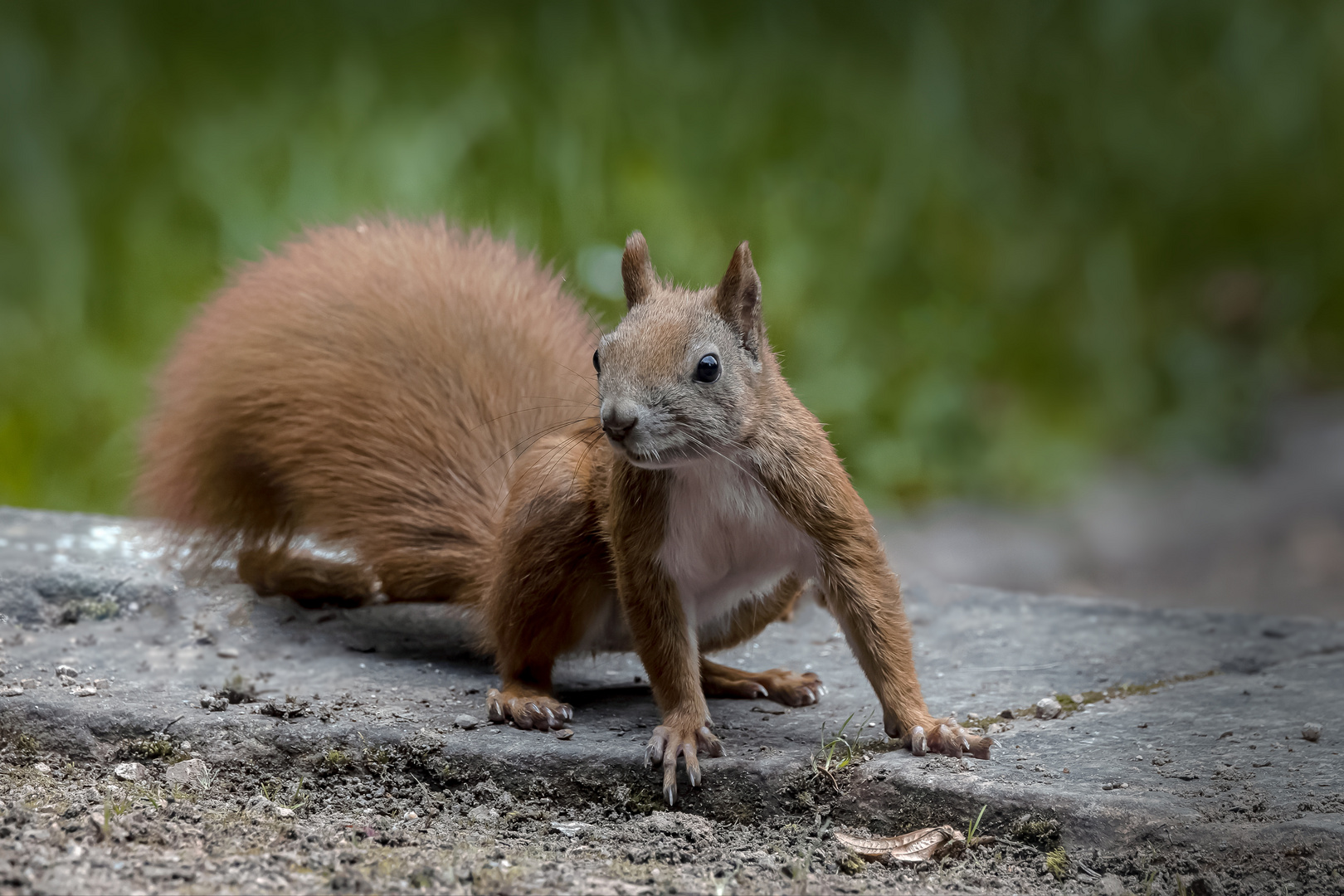  Eichhörnchen (Sciurus)  