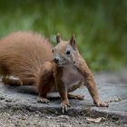  Eichhörnchen (Sciurus)  