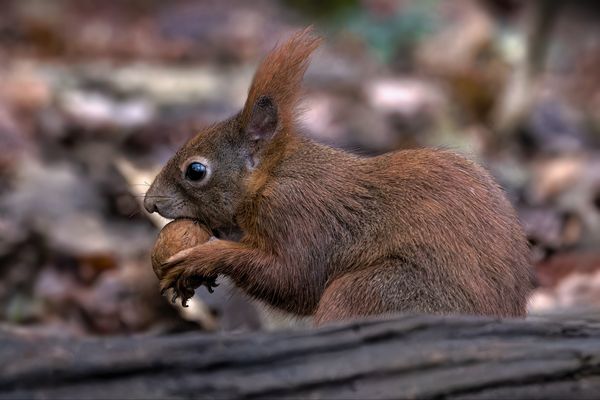 Eichhörnchen (Sciurus)