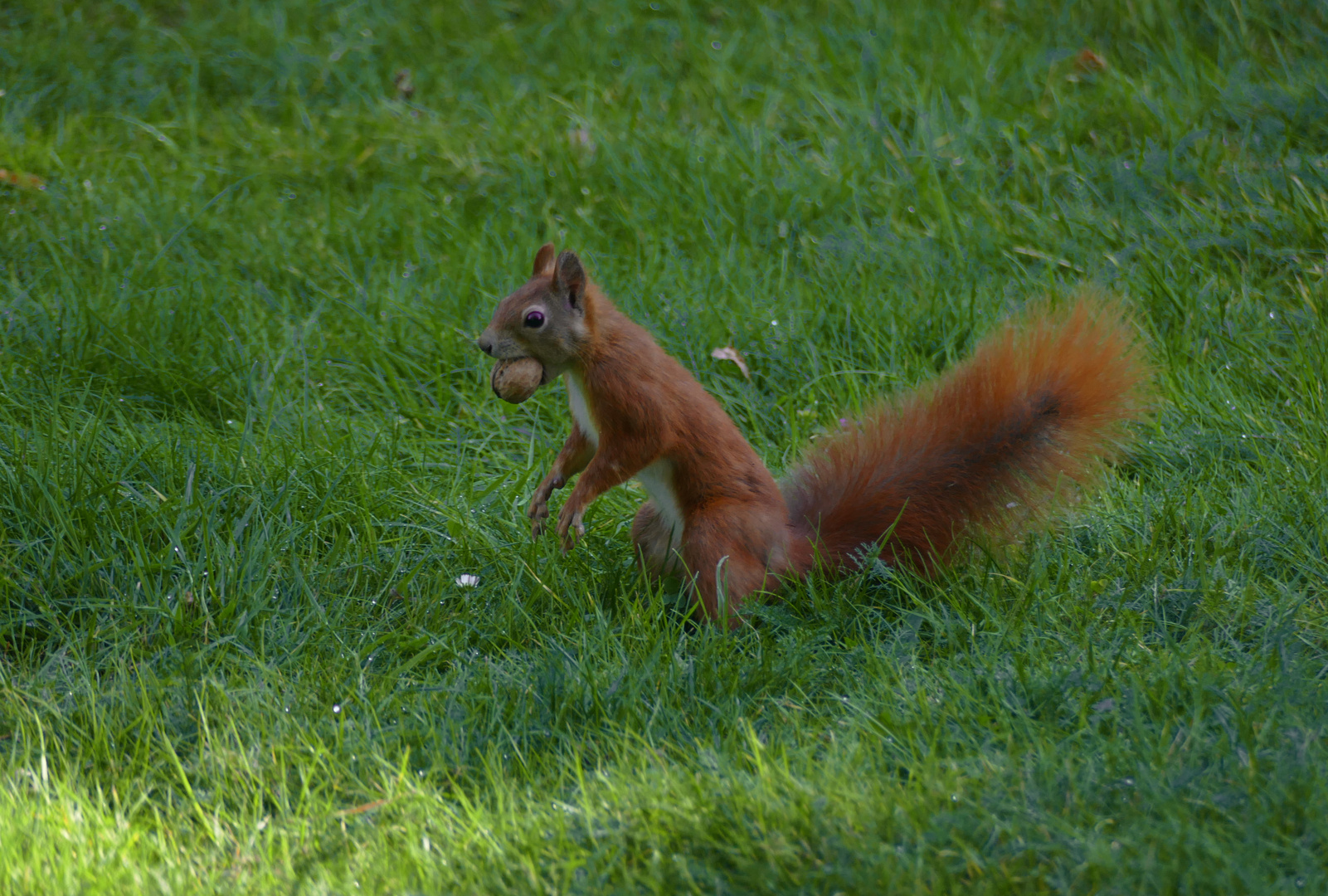 Eichhörnchen (Sciurus)