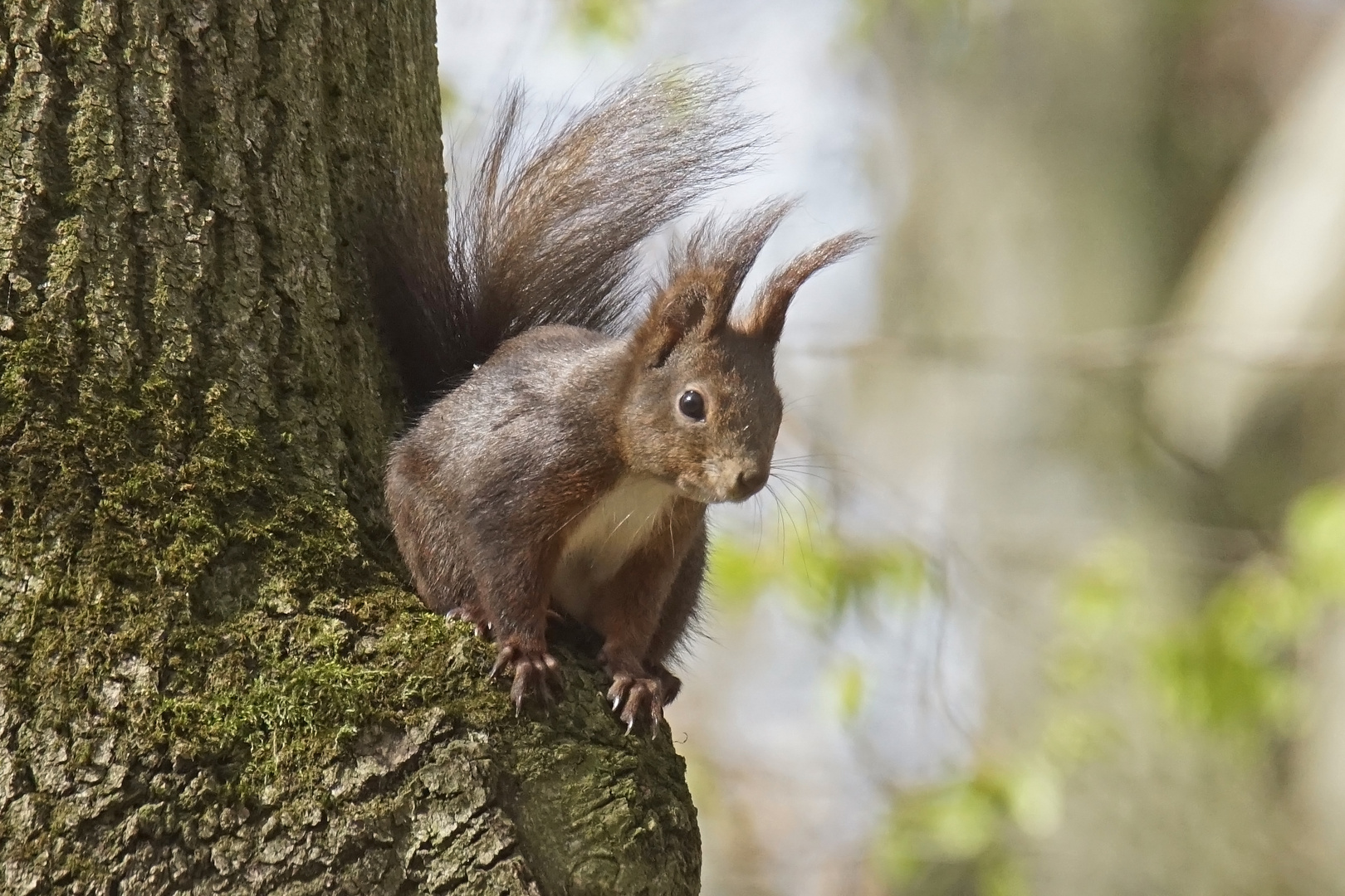 Eichhörnchen (Sciurus)