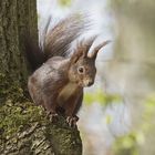 Eichhörnchen (Sciurus)