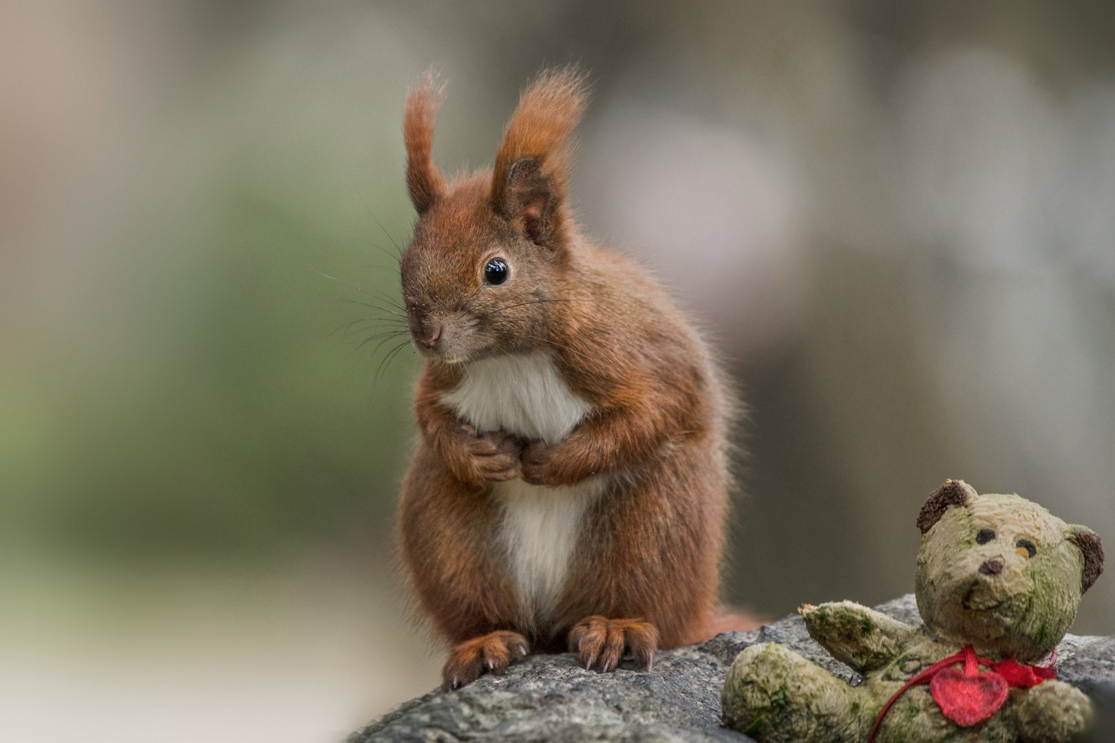 Eichhörnchen (Sciurus)