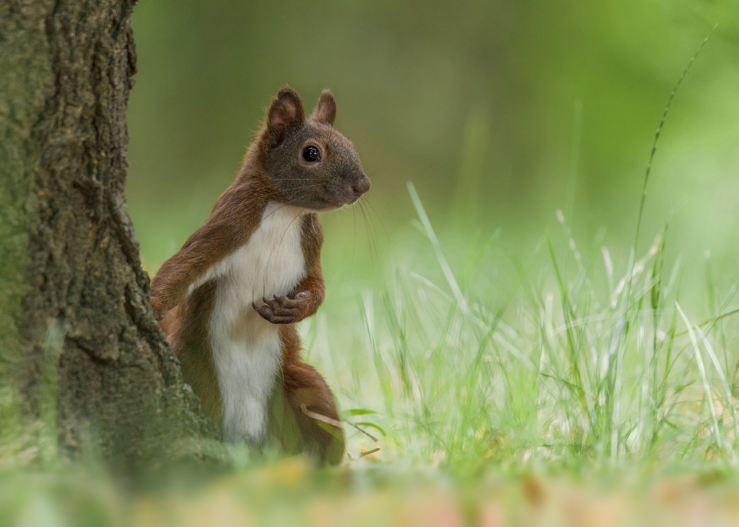  Eichhörnchen (Sciurus)