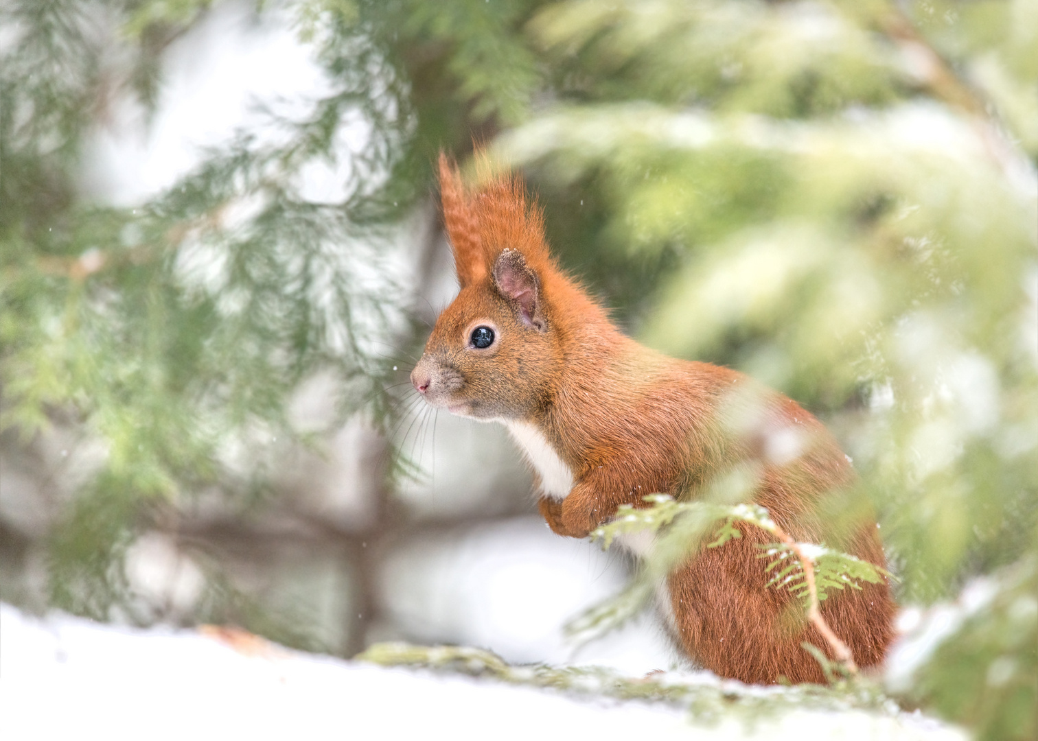 Eichhörnchen (Sciurus)