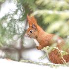 Eichhörnchen (Sciurus)