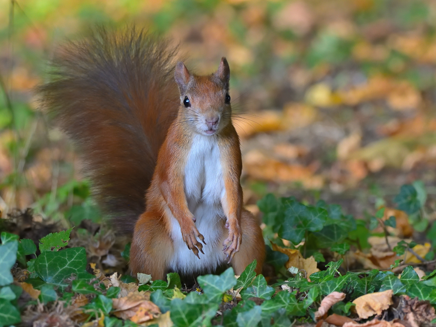 Eichhörnchen (Sciurus) 