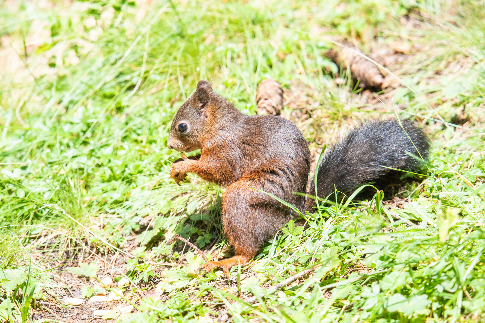 Eichhörnchen - Sciurus