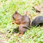 Eichhörnchen - Sciurus