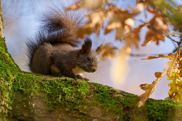 Eichhörnchen - Sciurus