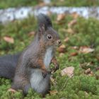 Eichhörnchen (Sciurus )