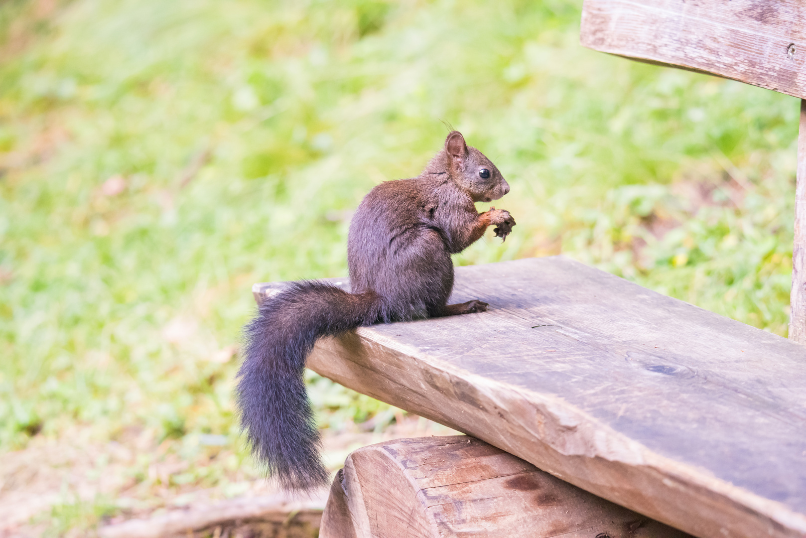 Eichhörnchen - Sciurus