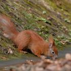 Eichhörnchen   ( Sciurus ) beim trinken