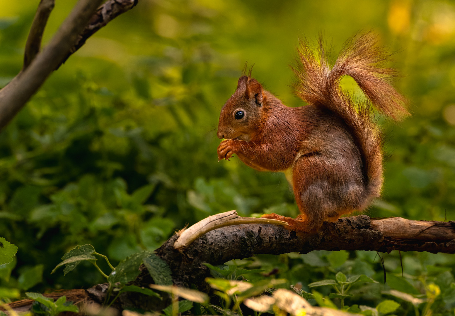 Eichhörnchen - Sciurus