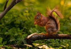 Eichhörnchen - Sciurus