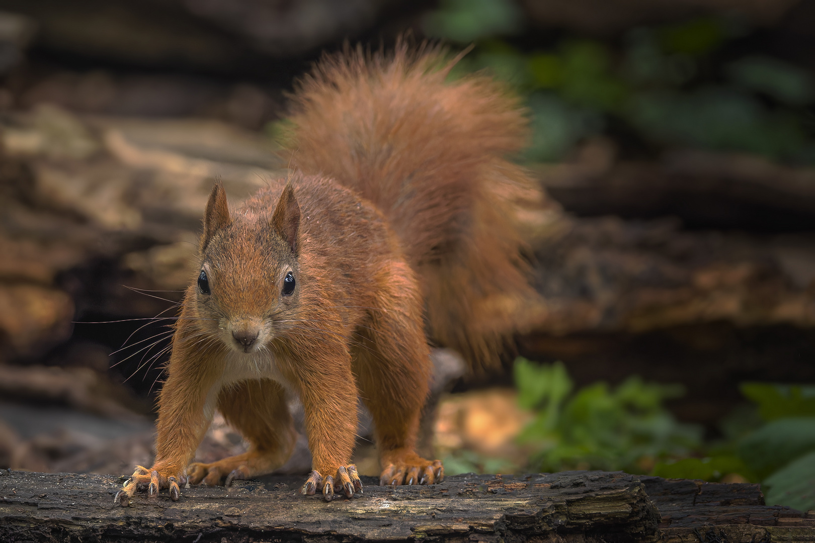 Eichhörnchen (Sciurus) 