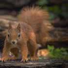 Eichhörnchen (Sciurus) 