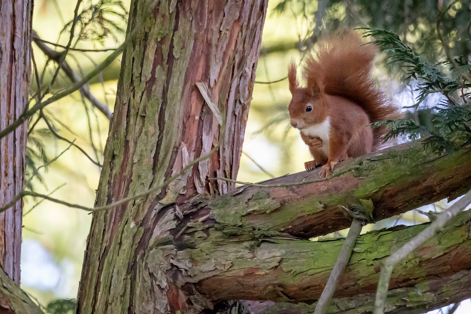 Eichhörnchen  (Sciurus)