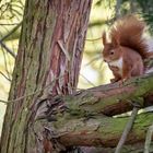 Eichhörnchen  (Sciurus)