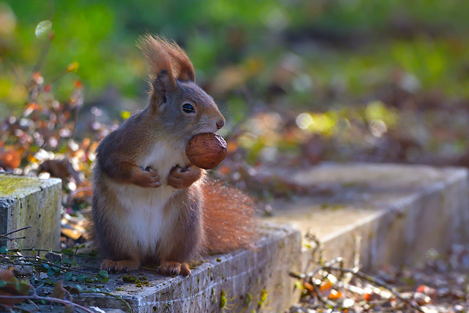 Eichhörnchen  (Sciurus)