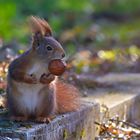 Eichhörnchen  (Sciurus)