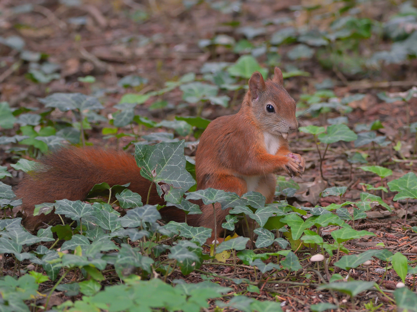 Eichhörnchen (Sciurus)