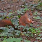 Eichhörnchen (Sciurus)