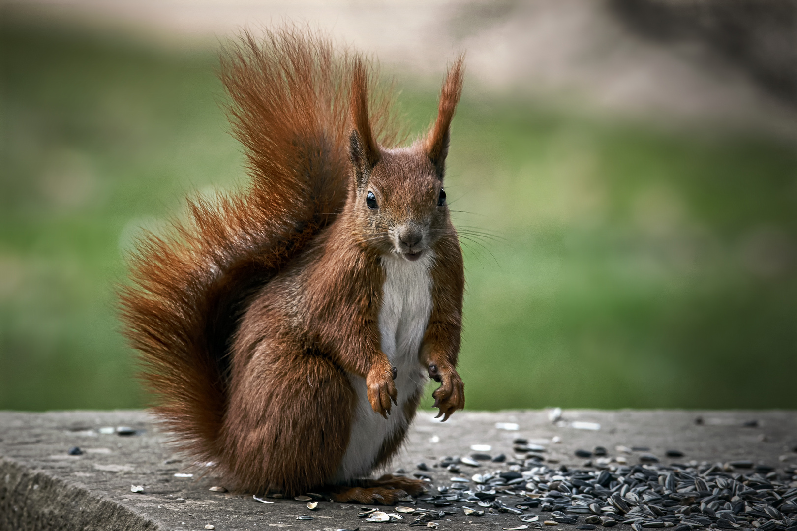  Eichhörnchen (Sciurus)