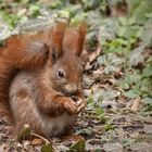  Eichhörnchen (Sciurus)