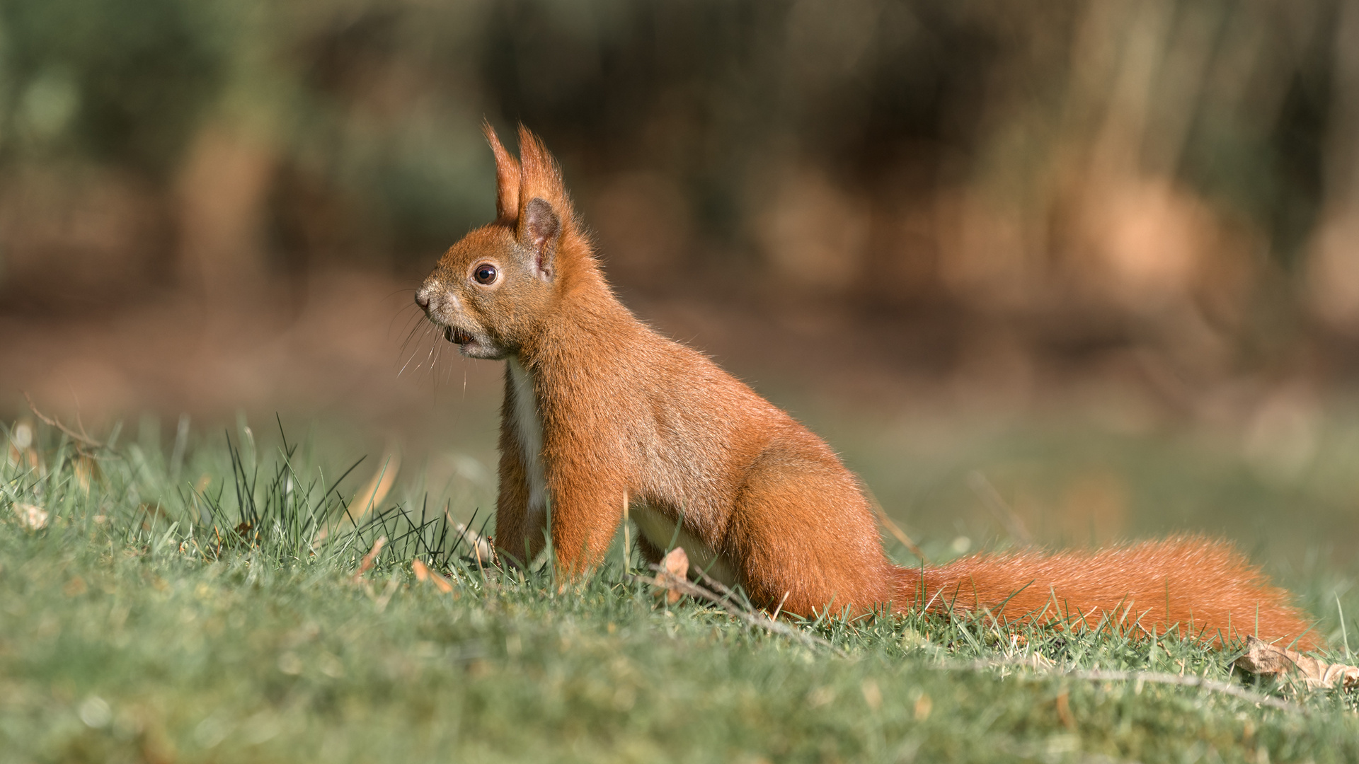 Eichhörnchen (Sciurus)