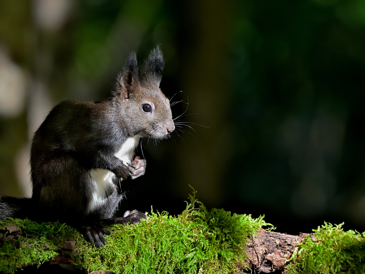 Eichhörnchen (Sciurus)