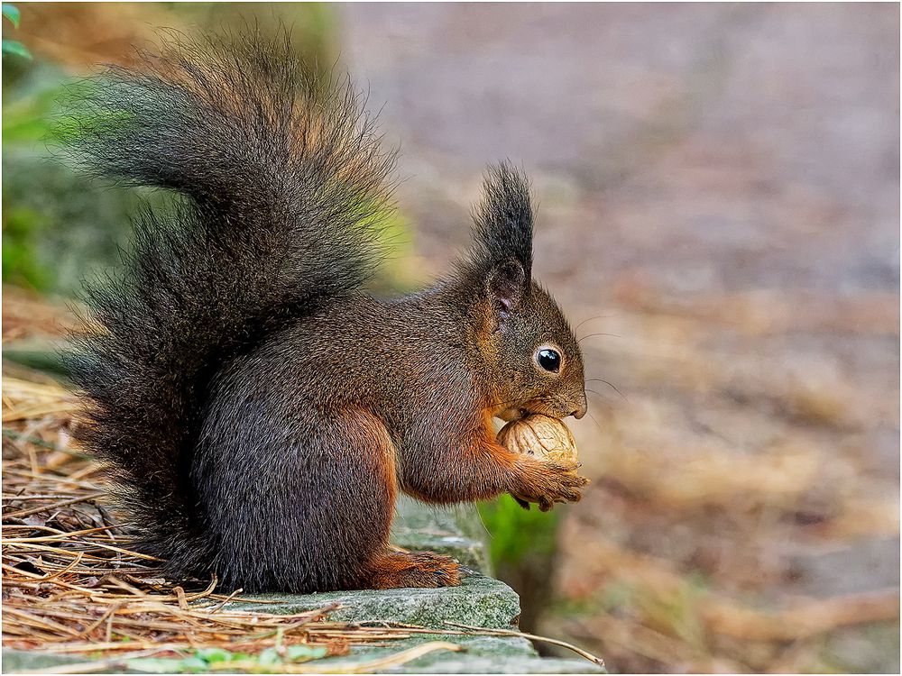 Eichhörnchen (Sciurus)