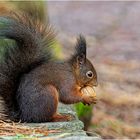 Eichhörnchen (Sciurus)