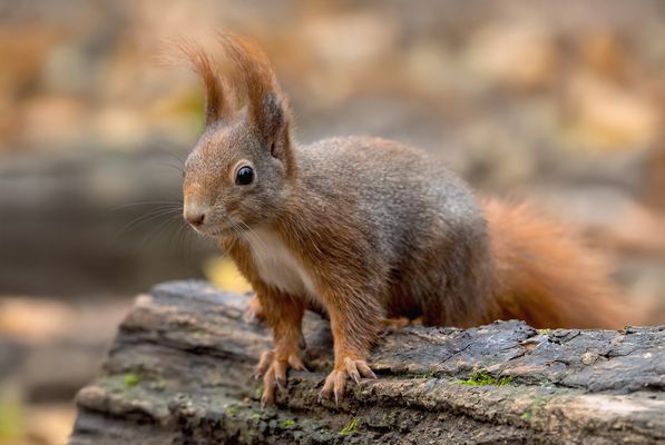  Eichhörnchen (Sciurus)