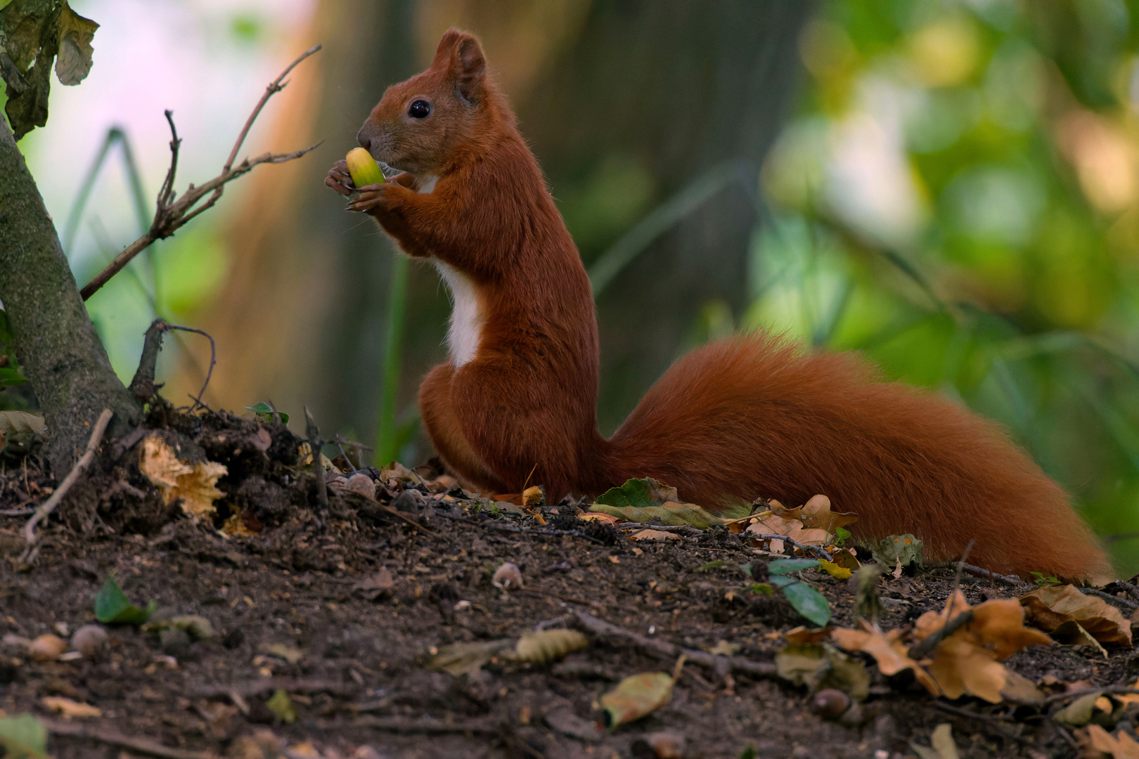 Eichhörnchen (Sciurus) im Wald