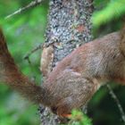 - EICHHÖRNCHEN -( Sciurus Vugaris )