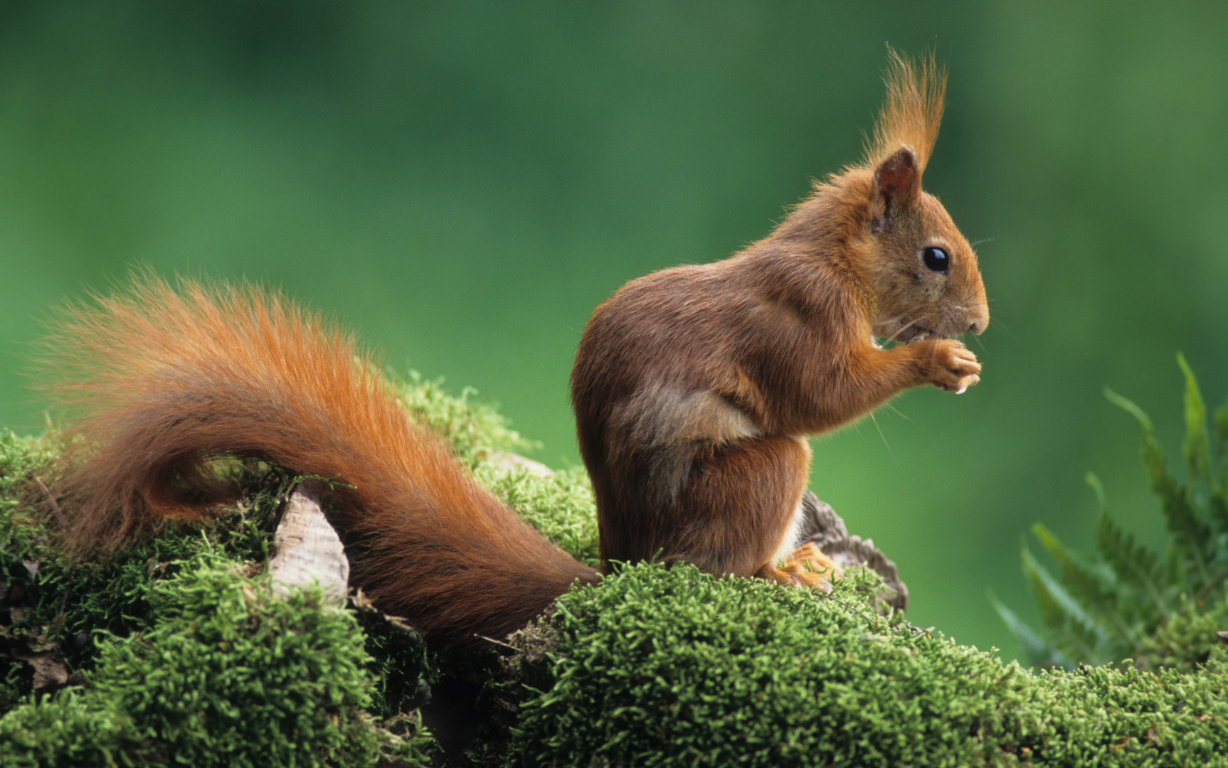 ---Eichhörnchen --   ( Sciurus vulgäres )