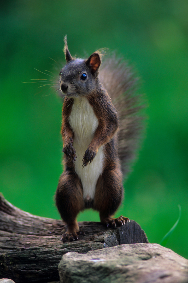 --- Eichhörnchen ---   Sciurus vulgäres )