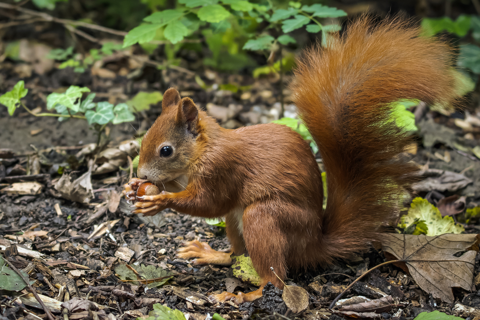  Eichhörnchen (Sciurus vulgäres) 