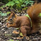  Eichhörnchen (Sciurus vulgäres) 