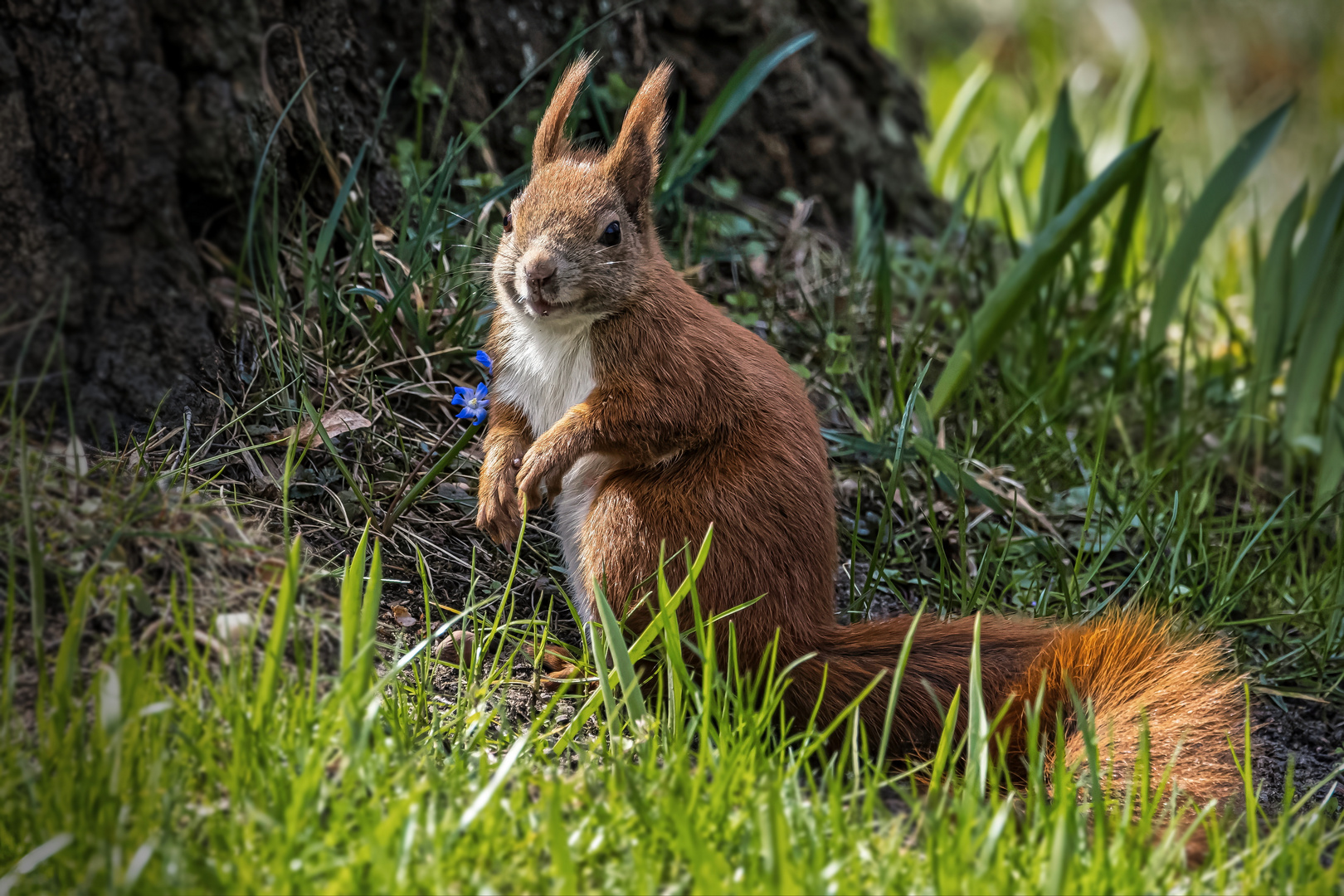  Eichhörnchen (Sciurus vulgaris) 