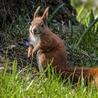  Eichhörnchen (Sciurus vulgaris) 