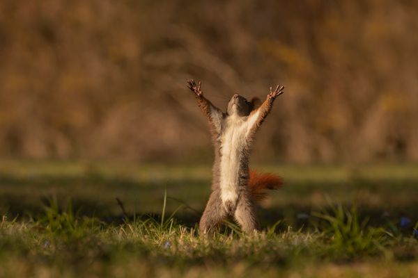 Eichhörnchen -- Sciurus vulgaris