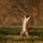 Eichhörnchen -- Sciurus vulgaris