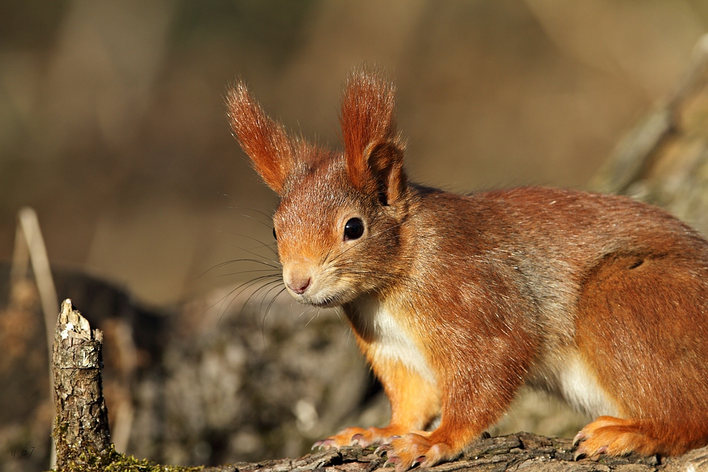 Eichhörnchen (Sciurus vulgaris)